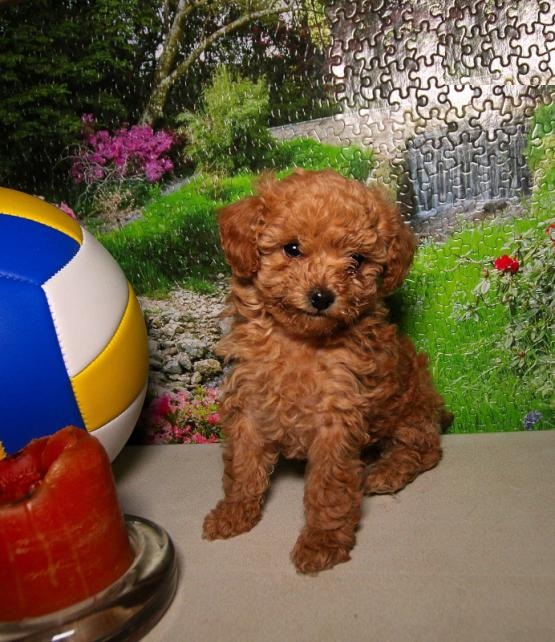Toy Poodle Puppies Image eClassifieds4u