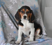 Beagle Puppies