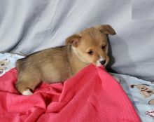 Corgi Puppies