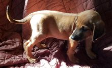 Cute Rhodesian Ridgeback Puppies For Good Homes-Text now (204) 817-5731