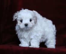 Maltese Puppies