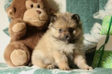 Pomeranian Puppies