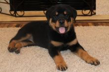 Rottweiler Puppies