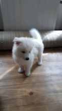 Samoyed Puppies