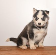 Siberian Husky Puppies