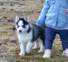 Siberian Husky Puppies