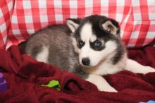 Siberian Husky Puppies