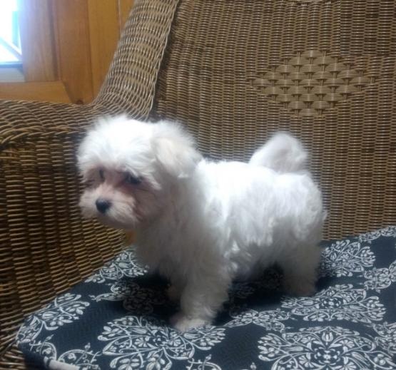 Maltese Puppies Image eClassifieds4u