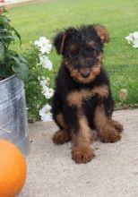 Affectionate Airedale Terrier Pups For Good Homes-E-mail-on ( paulhulk789@gmail.com )