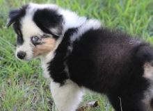 Australian Shepherd Pups Ready Now-E-mail-on ( paulhulk789@gmail.com )