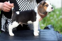 Beagle Puppies