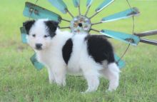 Border Collie Puppies For Sale- E-mail-on ( paulhulk789@gmail.com )