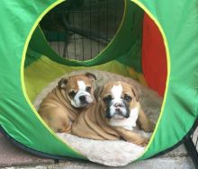 English Bulldog Puppies for Adoption