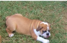 English Bulldog Puppies Ready Now-E-mail-on ( paulhulk789@gmail.com )