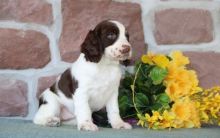 Fantastic English Springer Spaniel Pups Ready Now -E-mail-on ( paulhulk789@gmail.com )