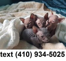 Lovely sphynx hairless kittens for sale.