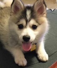 Siberian Husky Puppies for Adoption