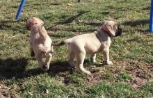 Two CKC Reg Bullmastiff Puppies Ready Now For Sale-E-mail-on ( paulhulk789@gmail.com )