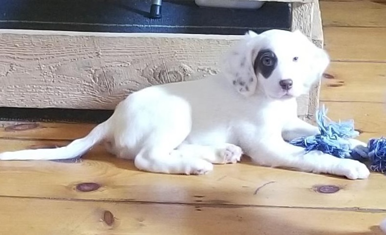 English Setter Pups Ready Now-E-mail-on ( paulhulk789@gmail.com ) Image eClassifieds4u