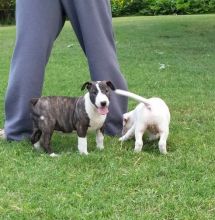 English Bull Terrier Puppies For Sale-E-mail-on ( paulhulk789@gmail.com ) Image eClassifieds4U