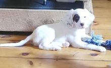 English Setter Pups Ready Now-E-mail-on ( paulhulk789@gmail.com ) Image eClassifieds4U