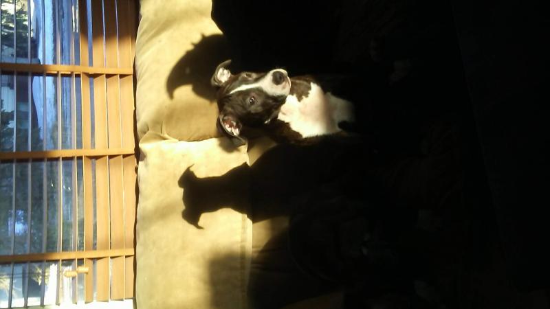 Puppies for Sale Image eClassifieds4u