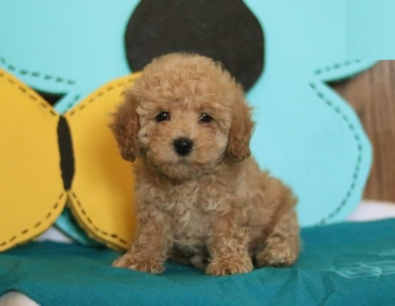 Toy Poodle Puppies Image eClassifieds4u