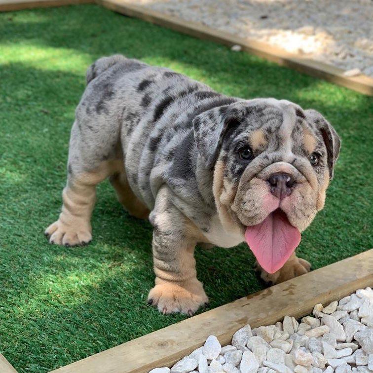 View Image 1 for 🐾💝🐾 Dramatic 🐾💝🐾 Ckc English Bulldog Puppies