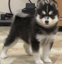 Adorable Trained Alaskan Klee Kai Pups For More Info :Call or Text (709)-500-6186