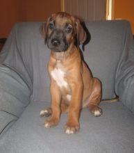 Healthy Male and Female Rhodesian-Ridge-back puppies For Adoption