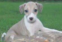 Male and Female Italian Greyhound puppies looking for a good home.