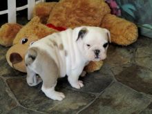 male and females English bulldog puppies available