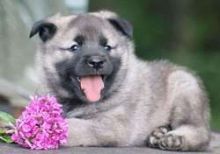 Oustanding and cute Norwegian Elkhound puppies