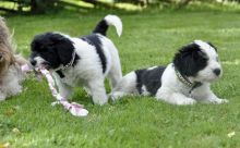 Polish Lowland Sheepdog puppies