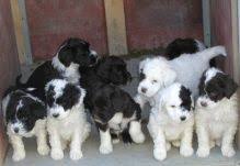 portoguese Water Dog puppies