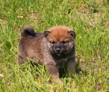 Shiba Inu Puppies