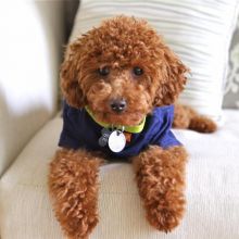 Toy Poodle Puppies