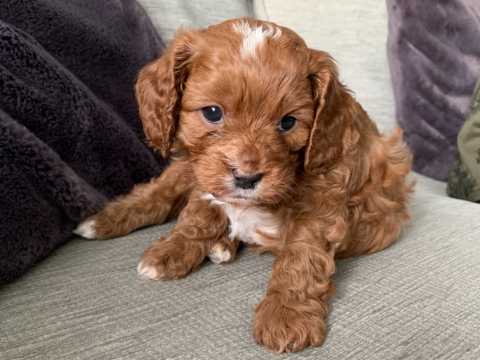 Healthy Male and Female Cavapoo puppies For Adoption Image eClassifieds4u