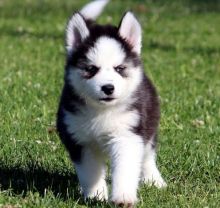 Siberian Husky puppies - Blue Eyes Image eClassifieds4u 1