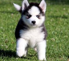 Siberian Husky puppies - Blue Eyes Image eClassifieds4u 2