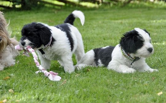 Polish Lowland Sheepdog puppies Image eClassifieds4u