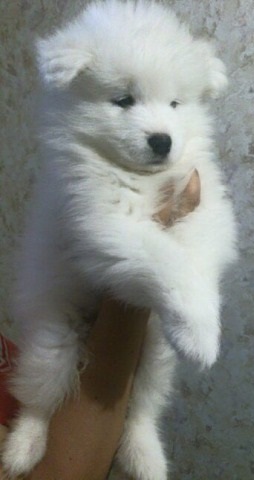 Samoyed Puppies Image eClassifieds4u