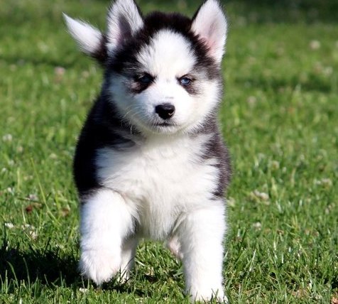 Siberian Husky puppies - Blue Eyes Image eClassifieds4u