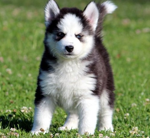 Siberian Husky puppies - Blue Eyes Image eClassifieds4u