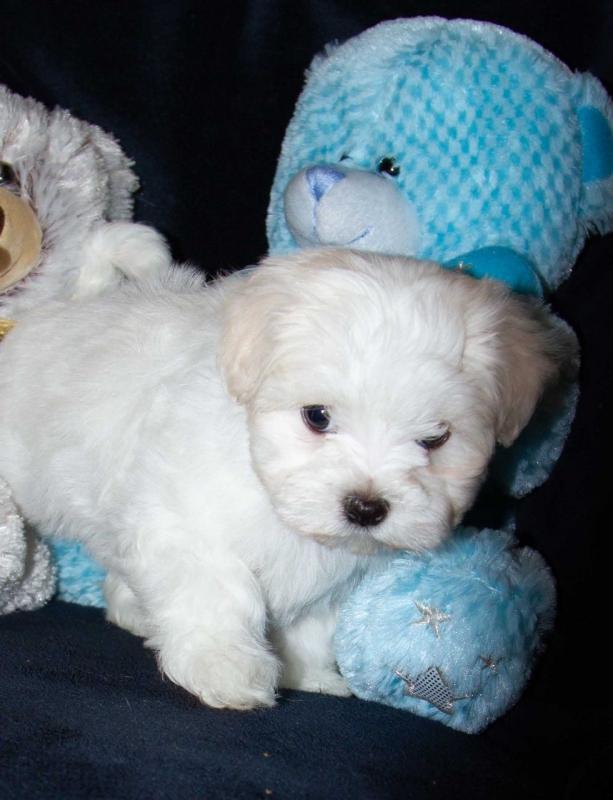 Cute Maltese puppies Image eClassifieds4u