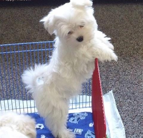 Maltese Puppies Image eClassifieds4u