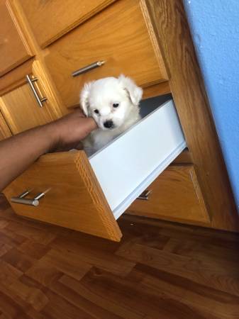 Potty Trained White Maltese Puppies Available Image eClassifieds4u