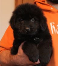 2 brown and 2 black girls Newfoundland Puppies :Call or Text (709)-500-6186 or mispaastro@gmail.co