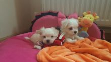 Absolutely Friendly Maltese Puppies