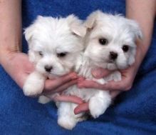 Champion Bloodlines Maltese Puppies
